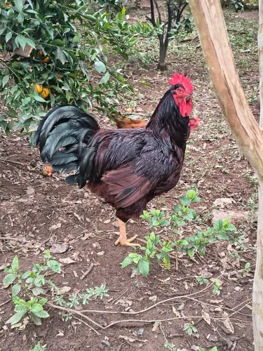Rhode Island Red