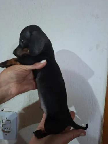 Salsicha com 60 dias vacinada 