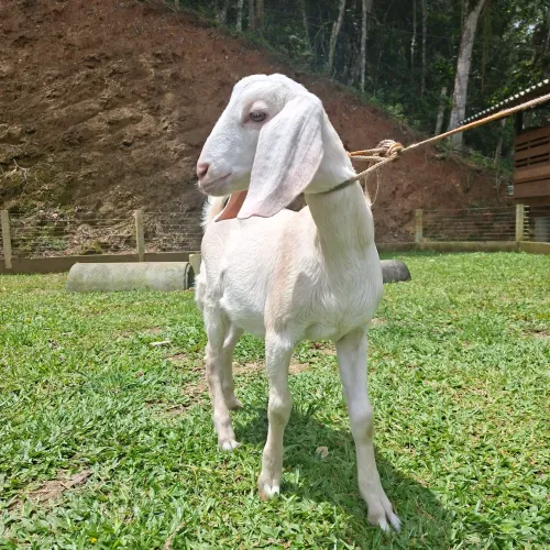 Machinho genética leiteira
