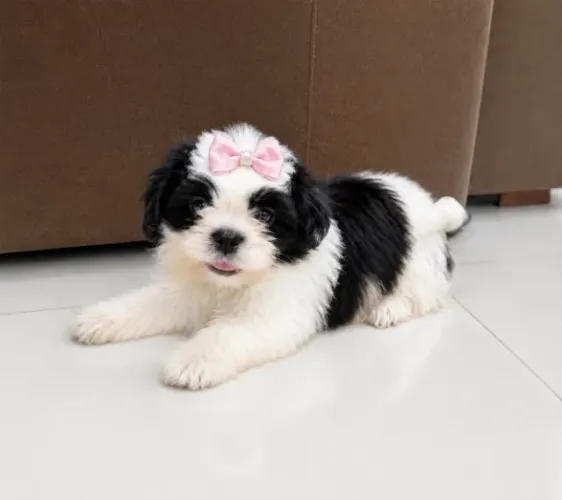 SHIH TZU COM PEDIGREE
