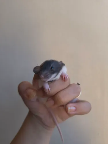 Rato Twister 