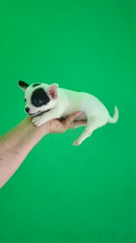 Filhotes de Chihuahua