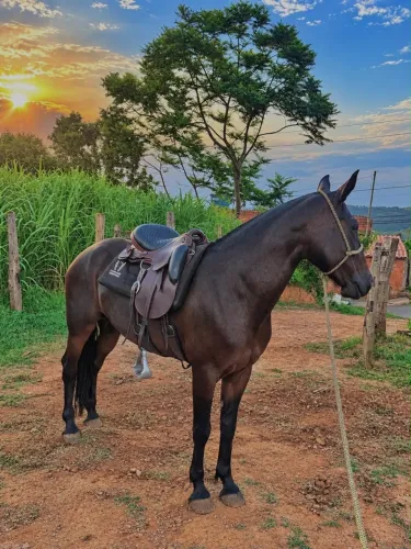 Égua registrada filha do herdeiro do refúgio 