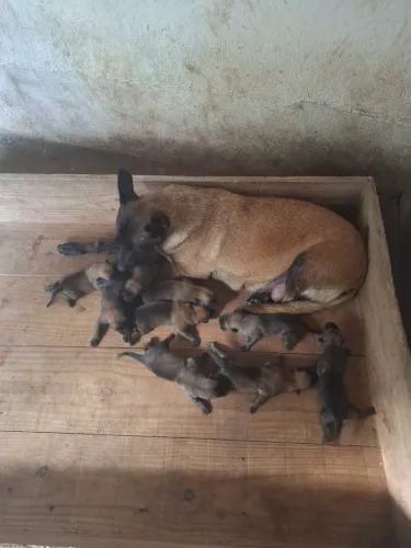 Lindos filhotes de Pastor Belga Malinois com pedigree