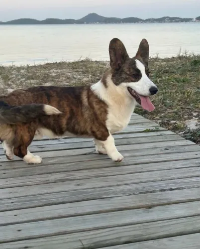 CORGI CACHORRO 