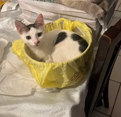 Filhote de gato para adoção