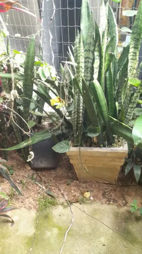 Vasos de planta de concreto