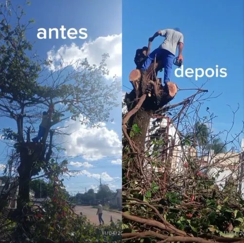 Corta e poda de árvore, e retira entulhos. Valor a combinar 