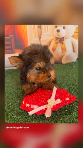 Yorkshire Terrier macho