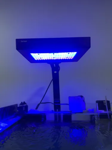 Luminária forfish Reef pro blue