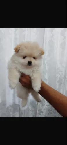 Lulu macho com 44 dias vermifugado branco 