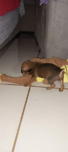 Machinho pinscher  número 1 porte pequeno 