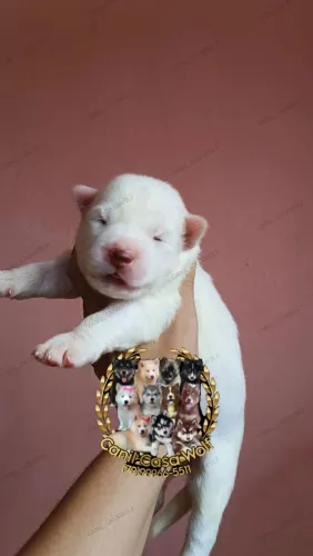 Filhote de husky siberiano pelagem Wolly