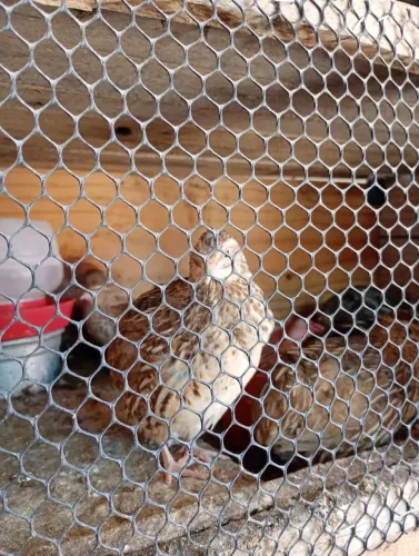 Vendo codornas