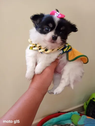 chihuahua femea, entregamos interior e litoral, excelente padrao da raça. em 10x