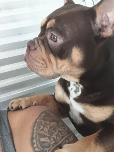 Cachorro América bully