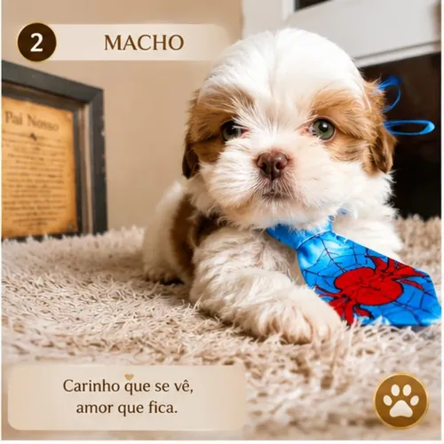 Shih tzu femea e macho mini