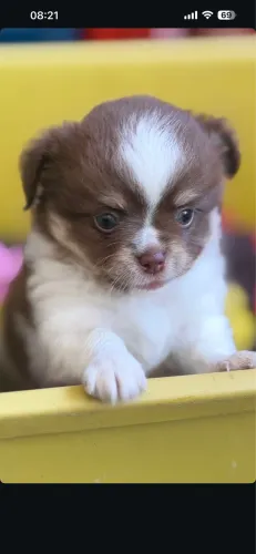 Chihuahua pelo longo 