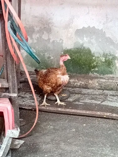 Galinha caipira