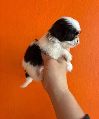 Filhotes Shih Tzu fêmea 1000