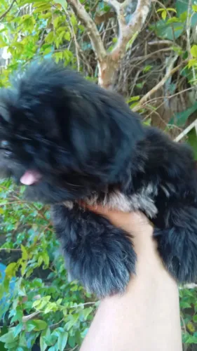 Shihtzu macho tdo preto 