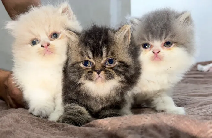 Gatos persas
