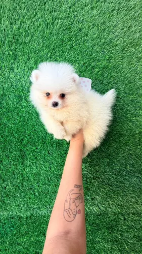 Lulu fêmea ama