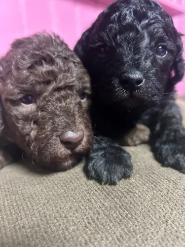 Poodle toy 