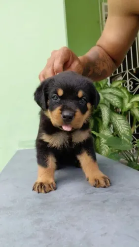 Rottweiler Um pet sociável e cheio de carisma