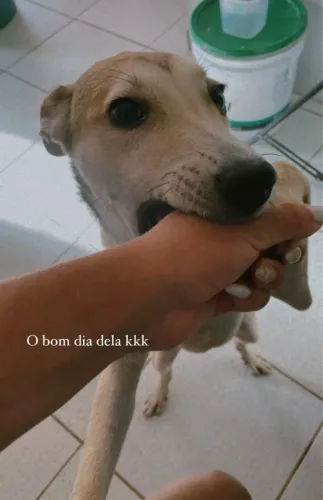 Doa-se cadela 