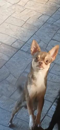 chihuahua macho
