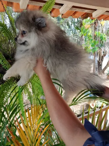 Spitz alemão/lulu da pomerania