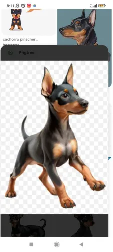 Compra filhote yorkshire e pinscher