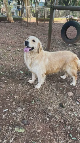 Golden Fêmea