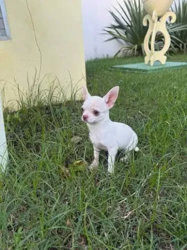 Chihuahua pelo curto filhotes 