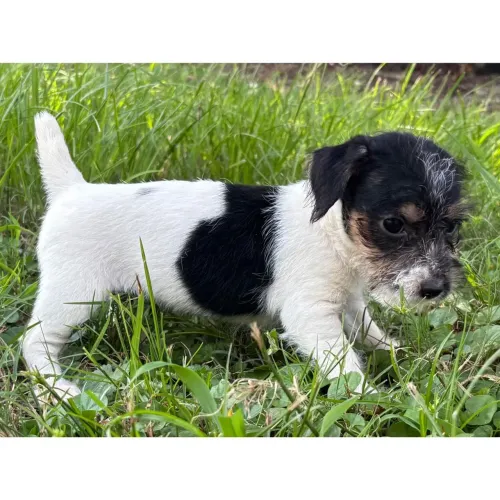 Jack Russel Terrier | Lindos Machinhos a pronta entrega
