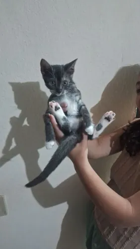 Filhotes para adoção responsável