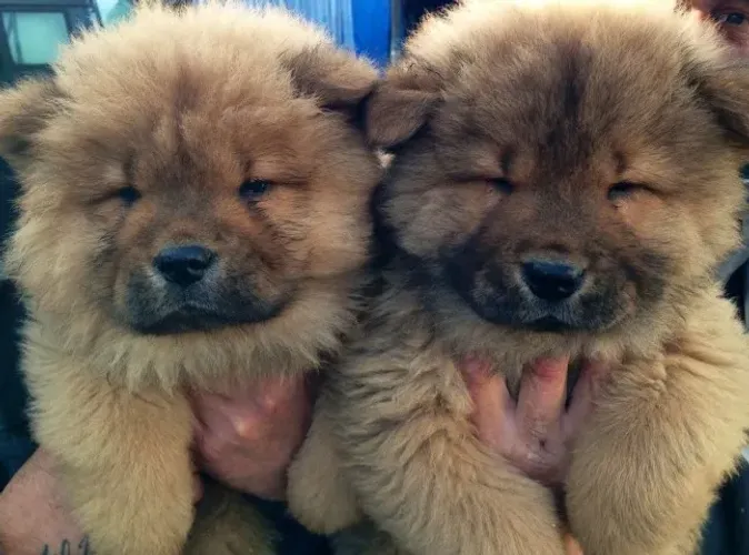 Chow chow lindo filhote 