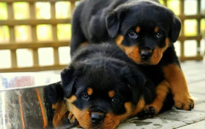 Belos rottweiler alemão