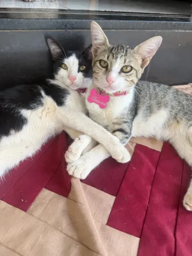 Gatinhas para doação