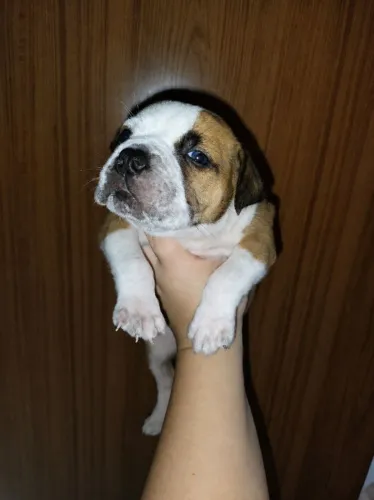 American Bully
