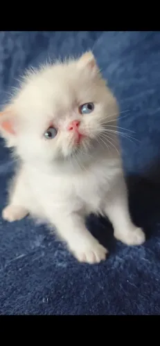 Persa exótico Exotic Shorthairs