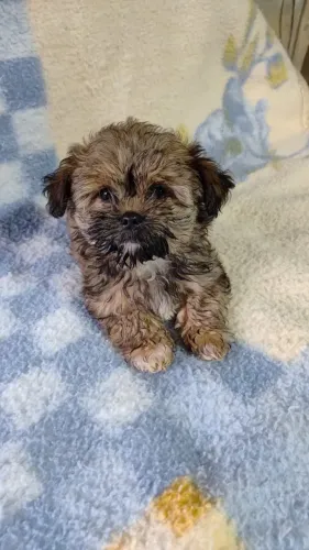 Filhotes de shih tzu