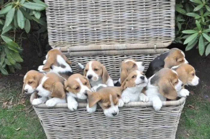 Filhotes De Beagle - Seu Novo Melhor Amigo Espera Por Você!