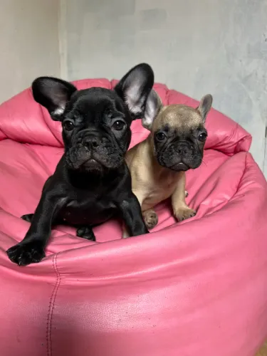 Filhotes Bulldog Francês 
