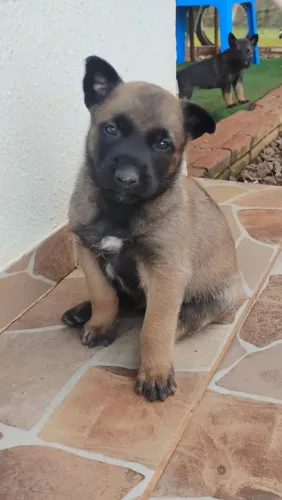 Pastor belga malinois 