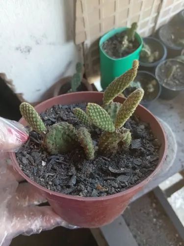 Mudas de cactos (mini cactos)
