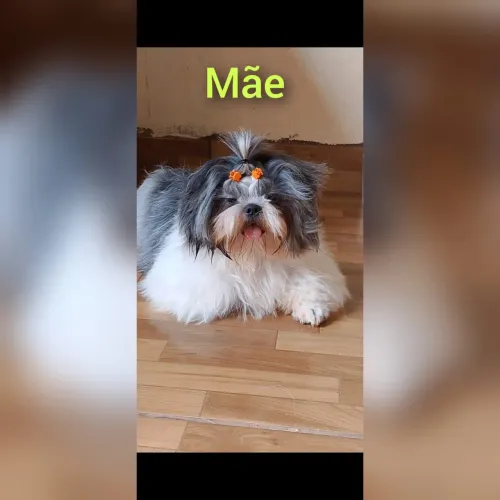 Shih tzu
