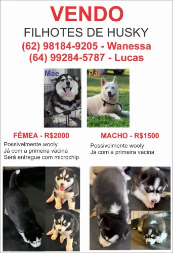 Filhotes de husky