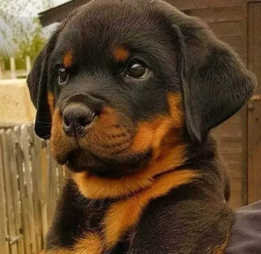 Neném rottweiler de pelagem densa e ótima genética selecionada